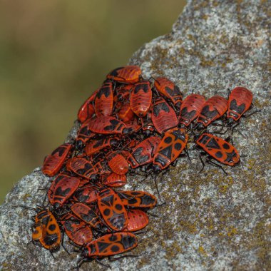 Jandarma denen bir grup kırmızı ve siyah böcek.