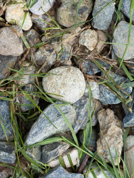 Круглые Камни Земле Саду — стоковое фото