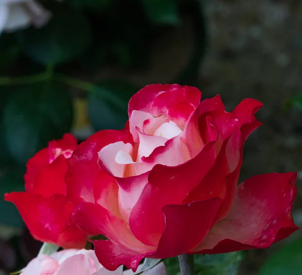 Vereinzelte Rote Rosenblüte Garten — Stockfoto
