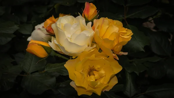 Grupo Flores Amarelas Brancas Jardim — Fotografia de Stock