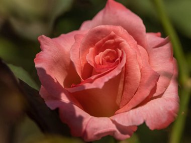 Bahçede yalnız bir gül çiçeği