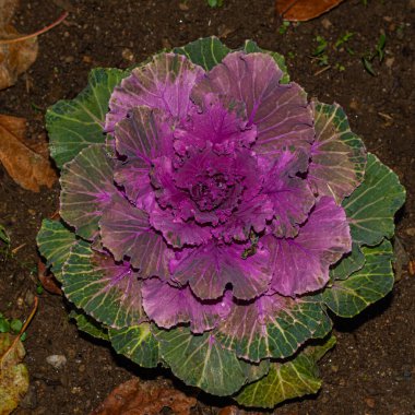 Doğal arka planda izole edilmiş süs karnabaharı 