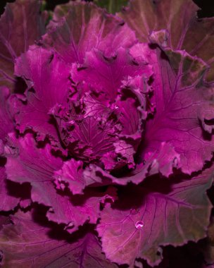 Doğal arka planda izole edilmiş süs karnabaharı 