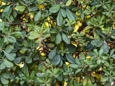 green bush forming a natural background