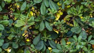 green bush forming a natural background