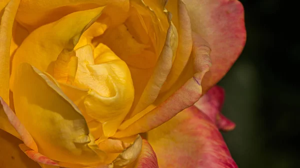 Detail Isolated Rose Flower — Stock Photo, Image