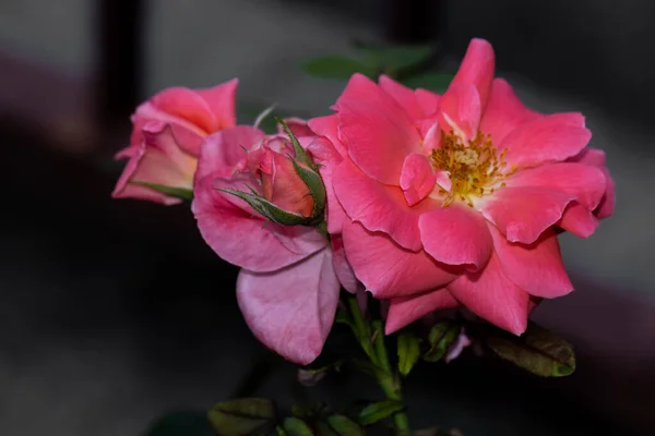 Geïsoleerde Roos Bloem Natuurlijke Achtergrond — Stockfoto