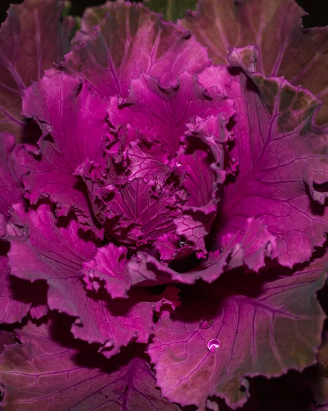 Doğal arka planda izole edilmiş süs karnabaharı 