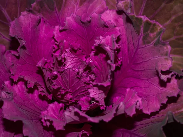 Yksityiskohta Värikäs Koriste Kukkakaali Puutarhassa — kuvapankkivalokuva