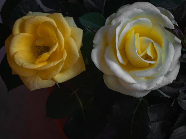 Isolated Rose Flower Natural Background — Stock Photo, Image