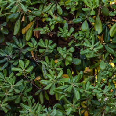 Yeşil yaprakların soyut arkaplanı