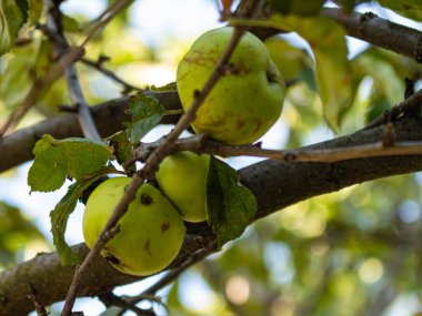 apple tree with some green apples on the branches
