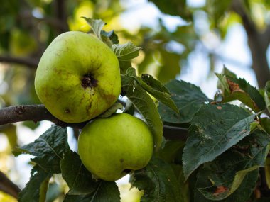 apple tree with some green apples on the branches