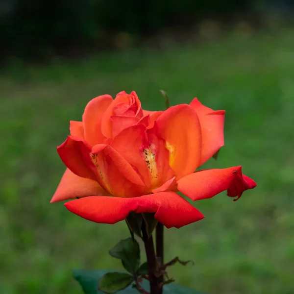 Beautiful Rose Flower Isolated Dark Background — Stock Photo, Image
