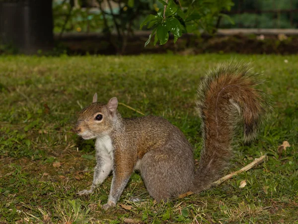 Gray Squirrel Portrait Garden — Stock Photo, Image