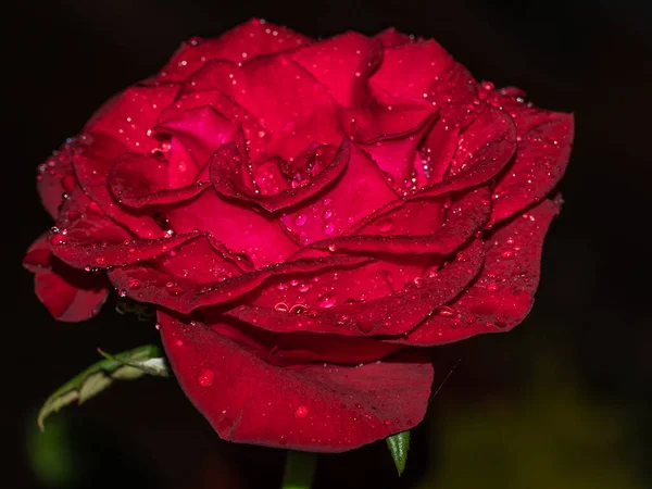 Belle Fleur Rose Isolée Sur Fond Sombre — Photo