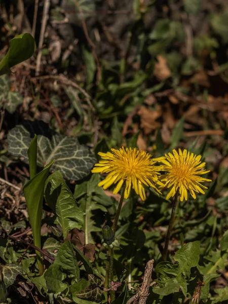 Gelber Löwenzahn Garten — Stockfoto