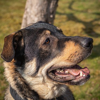 Dinlenen siyah ve esmer köpek çalıların üzerinde yatıyor.