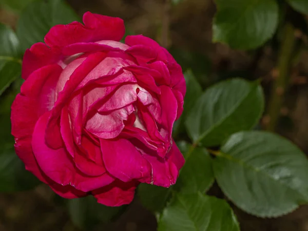 Różowy Kwiat Róży Ogrodzie — Zdjęcie stockowe