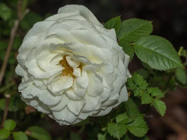 Close White Rose Garden Natural Green Leaves Background — Foto de Stock