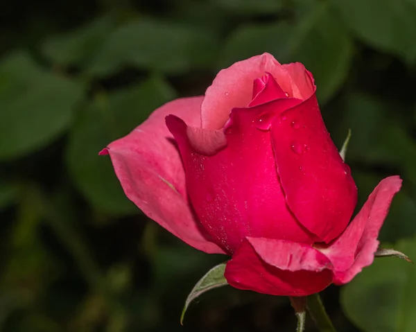 Pink Rose Flower Garden — Stock Photo, Image