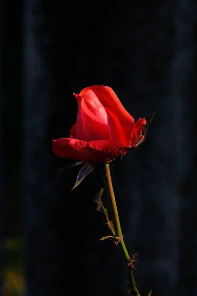 Una Maravillosa Rosa Roja Golpeada Por Sol Otoño —  Fotos de Stock