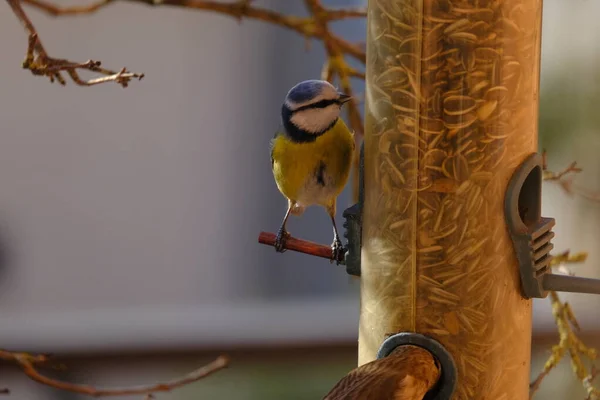 Hungry Blue Tit Cold Winter Day Cold Winter Day —  Fotos de Stock