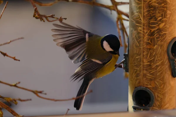 Great Tit Manger — Foto de Stock