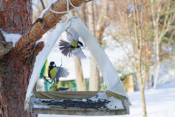 Une Mangeoire Oiseaux Accrochée Arbre Dans Cour Village — Photo