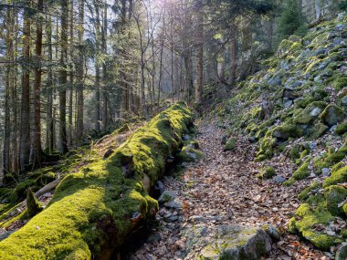 Fransa 'daki vadilerde Forrest. Yüksek kalite fotoğraf
