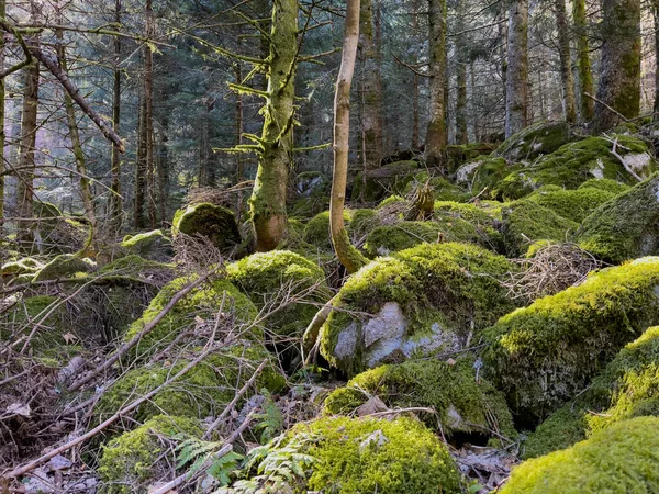 Fransa 'daki vadilerde Forrest. Yüksek kalite fotoğraf