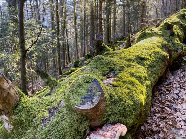 Fransa 'daki vadilerde Forrest. Yüksek kalite fotoğraf
