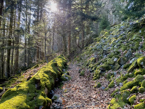 Fransa 'daki vadilerde Forrest. Yüksek kalite fotoğraf