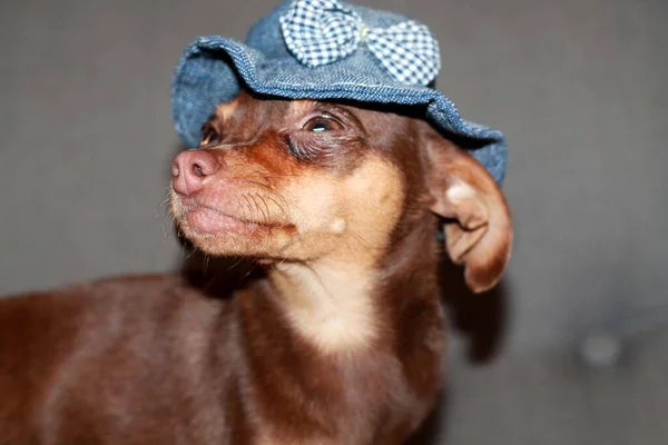 Perro Toy Terrier Raza Marrón Pequeño Sombrero Azul Con Lazo — Foto de Stock