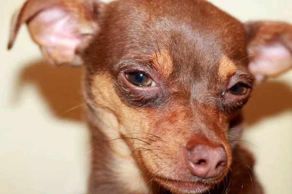 Cão Raça Toy Terrier Marrom Com Orelhas Penduradas Fundo Leve — Fotografia de Stock