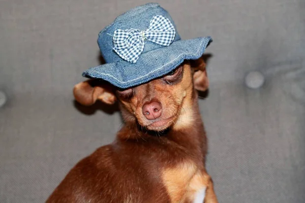 Perro Toy Terrier Raza Marrón Pequeño Sombrero Azul Con Lazo Fotos de stock