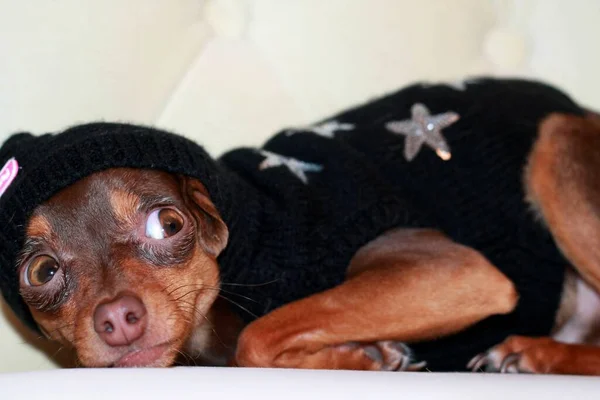 Mały Piesek Brązowa Rasa Toy Terrier Czarnej Dzianinie Kapturem Głowie — Zdjęcie stockowe