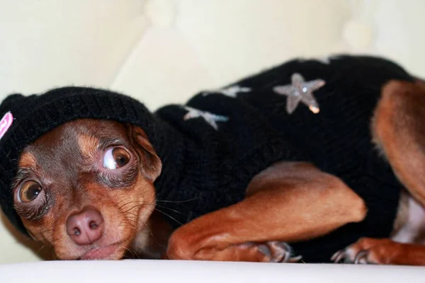 Kafasında Kapüşon Olan Siyah Örgü Ceketli Kahverengi Bir Terrier Cinsi — Stok fotoğraf