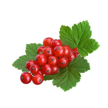 Yeşil yapraklı olgun kırmızı frenk üzümü beyaz izole bir arka planda. .