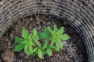 Genç kenevir bitkisi toprakta büyüyor.