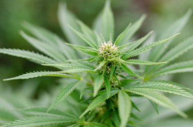 Marihuana bitkisinin güzel çiçekleri sonbaharda çiçek açıyor..