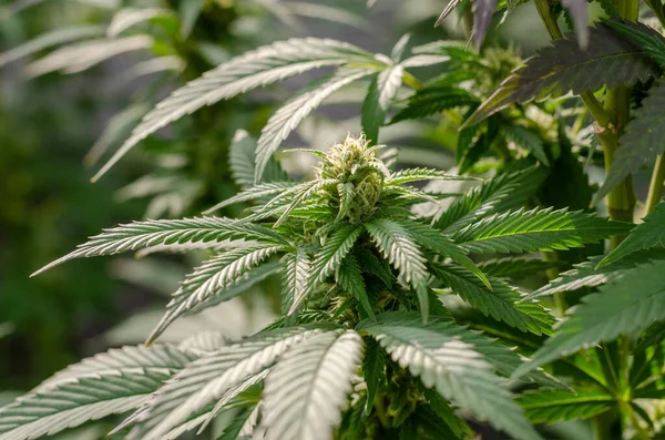 Marihuana bitkisinin güzel çiçekleri sonbaharda çiçek açıyor..