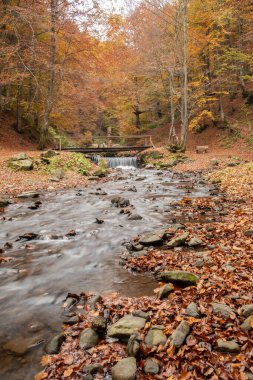 Sonbahar ormanındaki inanılmaz şelale manzarası. Ukrayna 'daki Guk şelalesinin sonbahar renkleri.
