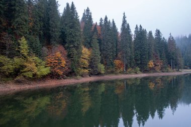 Güzel doğa manzarası ladin ağacının yeşil ormanı su yüzeyine yansıyor. Ukrayna 'da gölü olan Synevir doğa parkı