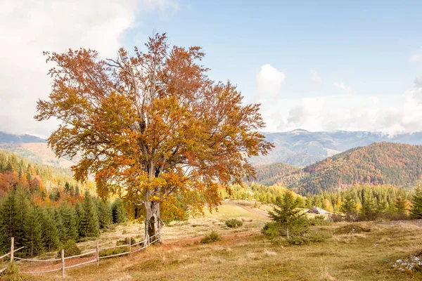 Fogliame Autunnale Una Grande Quercia Negli Altopiani Dei Carpazi Ucraina — Foto Stock