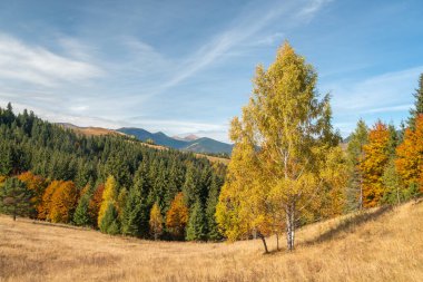 Renkli ormanlı güzel dağ sonbahar manzarası.