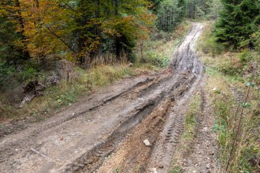 Dirty road in the forest background close up.