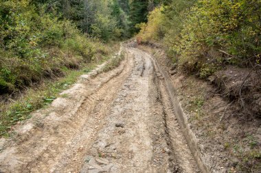 Dirty road in the forest background close up.