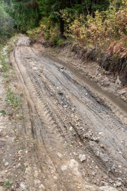 Dirty road in the forest background close up.