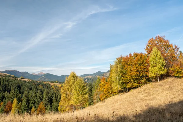 Colorful autumn trees in the mountains. Autumn mountain forest landscape. Autumn in mountains